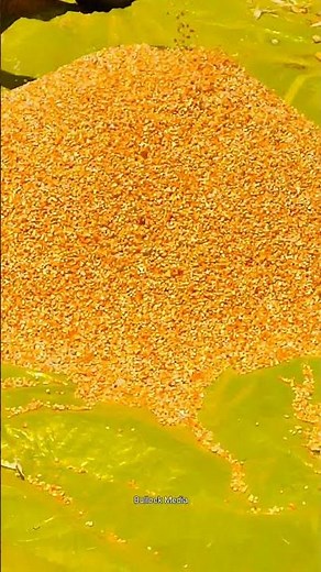 Growing Corn From Seed to Harvest at Agricultural Land Farming by Farmer | Maize Seed sowing field