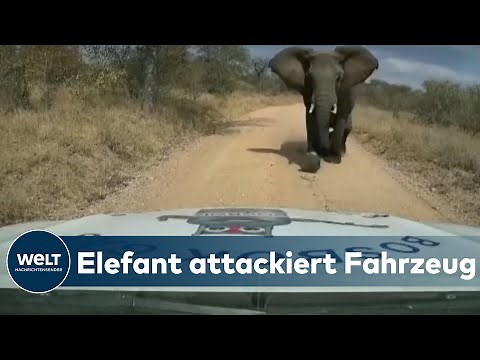 MISSMUTIGER DICKHÄUTER: Elefant greift Auto eines Treibstoff-Lieferanten an