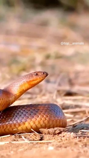 Wildlife Wonders: Animals in Their Natural Habitats