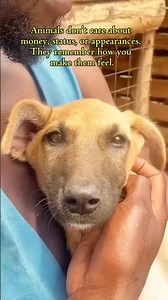 If Rescued Animals Don’t Trust You… Look Within.
