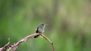 Hummingbird, Bird, Beak. Free Stock Video