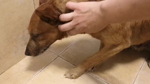 13K views · 385 reactions | ACTUALIZACIÓN adoptado CHISPA...