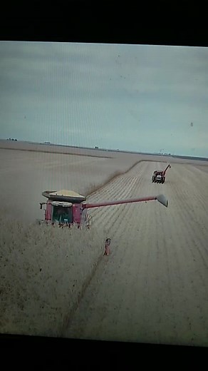 Combine Harvester in Action: Multitasking Operator