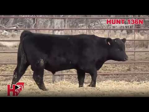 HUNT KNIGHT 136N - 1 Purebred Lim-Flex - Bulls For Sale