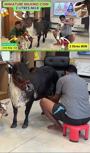 Nature’s Tiny Wonder: Milking Time 🌿😍 #viral #shorts #reels #punganurcalf #hindi #abudabi #tiktok
