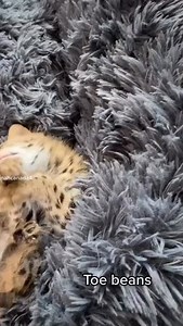 185 reactions · 3 comments | Just my favourite reel … #cat #bestmeow #caturday #catlover #kitten #kitty #serval | Savannah Canada | Facebook