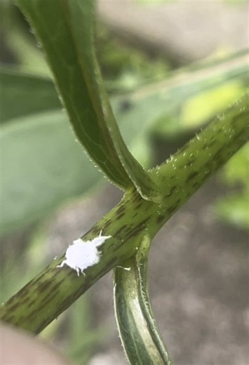 flowerz4tyb on TikTok