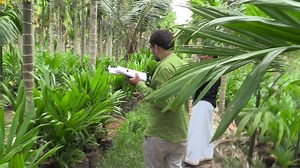 Beetal Nut Nursery |Adike Sasi | Different Rate Arecanut plants available | My Nature India Foundation
