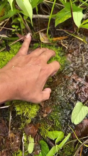 Hewan Lucu dan Ngakak