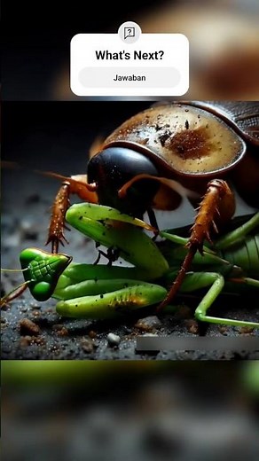 Cockroach Vs Praying mantis #versus #insects #battle #animals