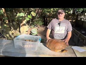 All about African Sulcata tortoise shell, their skeleton, what its made of, Types of shell patterns