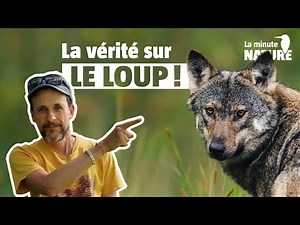 Is the wolf a danger to humans?