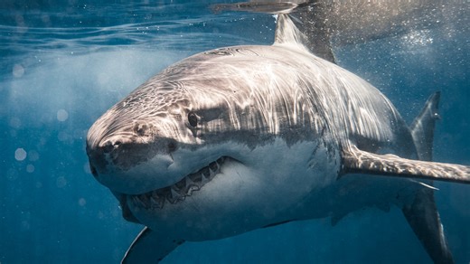 Florida again shark attack capital of the world with most shark bites in 2024. Here's where