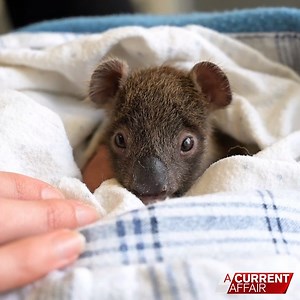An orphaned koala joey with a tiny cast is being nursed back to health, after being brought to zoo vets with a fractured arm. #9ACA | A Current Affair