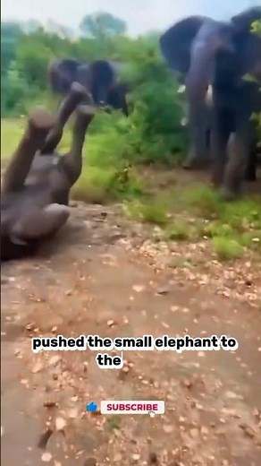 "Elephant Love: More Than a Push"🥰🐘❤️#ElephantFacts #AnimalBehavior #WildlifeShorts