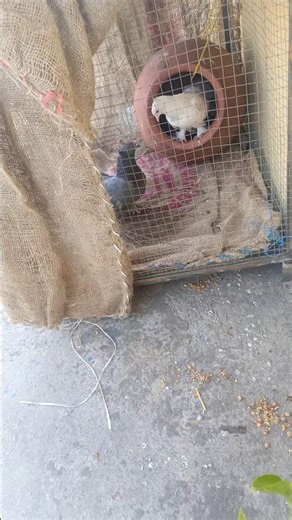 Lakka kabootar nest making 🐦‍⬛🪽