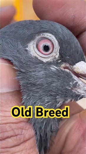 Kasuri Old Breeder Male ❤️ #kasurikabootar #pigeon #kabootar #kabootarloft05 #kabutar