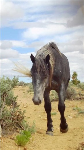 Wild Stallion or Surfer Dude? #mustangs #horse #nature #wildlife #horseloversofinstagram #mustangs