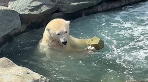 Capté sur le vif, Shouka au spa! 🥰 Pause détente, collation santé de calmar frais, on peut dire qu’il se la coule douce! 🐻‍❄️💦 | Aquarium du Québec