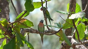 Colorful parrot perched on branch in lush forest setting, demonstrating diverse avian life inhabiting natural ecosystems. Wildlife and nature conservation.
