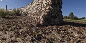 Mormon Crickets and Grasshoppers are bugging Southern Idaho