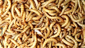 mealworms , mealworms ,superworm isolated| larva, larvae Stages of the meal worm - the life cycle of a mealworm, super worm , superworms, super worms. insects, insect, bugs, bug, animals, animal
