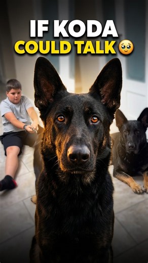 This is why you need a German Shepherd in your life ❤️ #gsd #dogshorts #loyalty