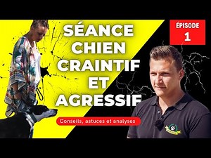 Dressage Border Collie CRAINTIF et AGRESSIF : démonstration EDUC DOG