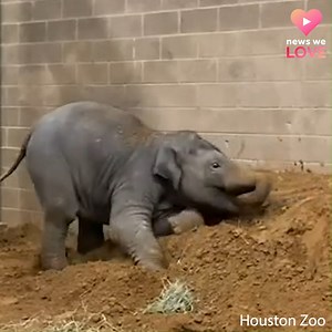 1.2M views · 36K reactions | That little trunk!  This is the cutest thing I’ve seen all week. Meet Teddy, the bouncing baby elephant at the Houston Zoo. We could watch him all day! | WDSU News | Facebook
