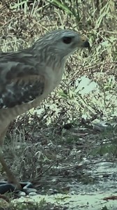 673K views · 2.5K reactions | HAWK BEAST VS SNAKE | Review Birds News | Facebook