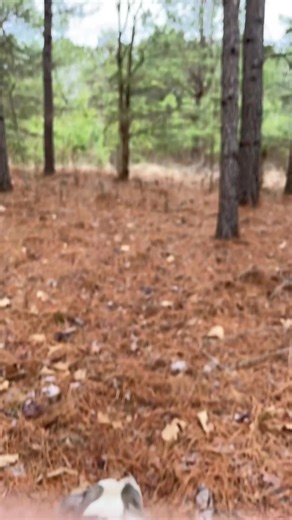 Techniques for Catching Boar Hogs with Curdogs