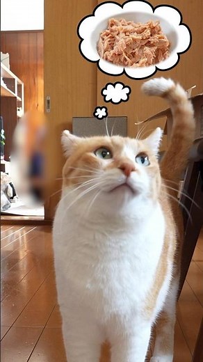 今日のごはんは何かワクワク待つ猫 #元野良猫チャチャ #ねこ #ネコ #猫 #チャチャ #cat #猫武将