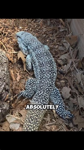 Top 5 Giant Lizards That Look Straight-Up Unreal 😳🦎#wildlife #animals #facts