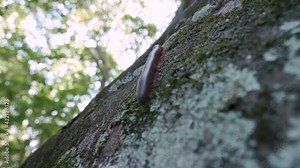American Giant Millipede crawling up a large rock with the sky and trees in the background, close up, slow motion
