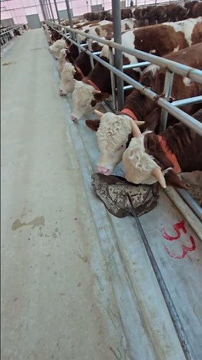 Master Cattle Breeding: Techniques & Tips for Success