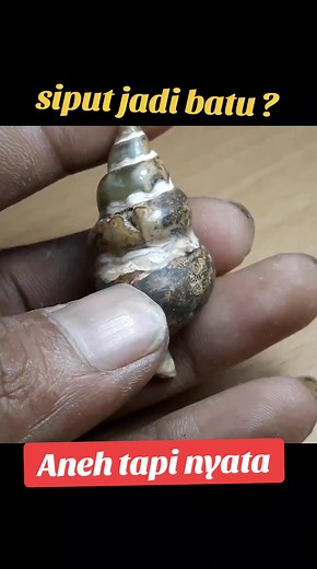 Batu Fosil Siput Langka - Citrienquarz