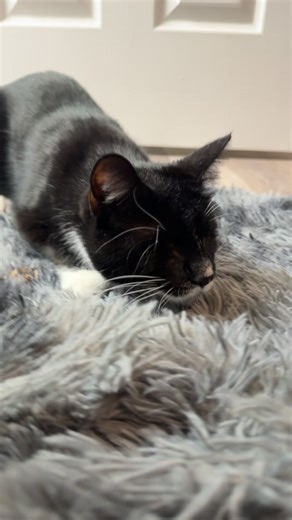 Mr meow #lebron #kitty #parlay #nflplayoffs #cat