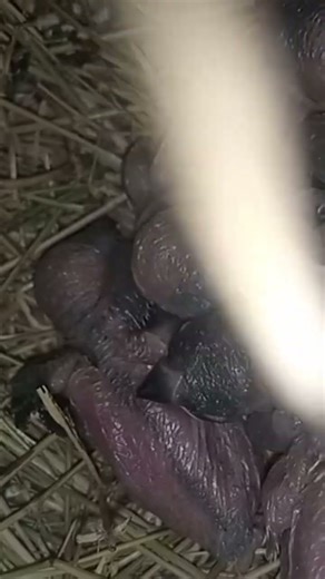 Eumo pastel java sparrow chicks