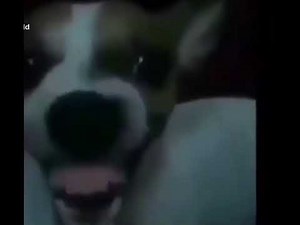 Dog laughing meme