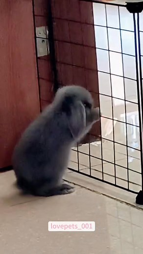 1.9M views · 24K reactions | Bunny with personalitybunny bunnyrabbit rabbitsoftiktok rabbit viral usa funnyanimals fyp cute funnypets fyp funny foryou funnyvideos | Animal World | Facebook