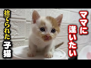 必死にママのおっぱいを探す子猫の姿に泪が…
