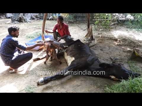 Compassion at birth, helping a newborn calf drink its mother’s milk