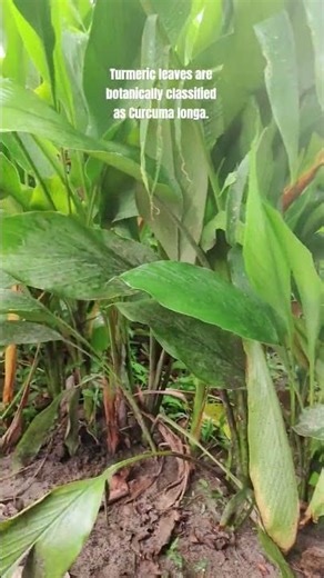 Turmeric leaves are botanically classified as Curcuma longa. #villagelife #nature #reelitfeelit