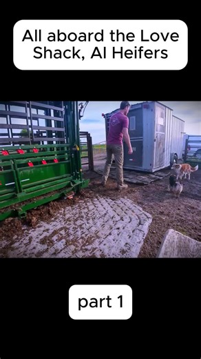 All aboard the Love Shack, AI Heifers1 #cow #vet #abscess #farm #bull