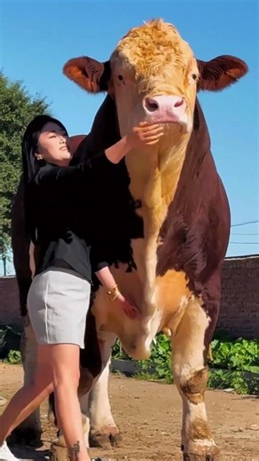 Simmental Improved Bull Veterinarian#37