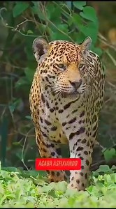 3.3K views · 94 reactions | #trinidadbenibolivia #destinosconrocio La población actual de jaguares se calcula entre 14.000 y 16.000 en el . Estudios a nivel regional estiman 12.000 jaguares en  Bolivia. El jaguar es sin duda una especie carismática y emblemática, mucho de esto es dado por su aspecto y condición estética que refleja fuerza, poder y belleza. | Destinos con Rocío | Facebook