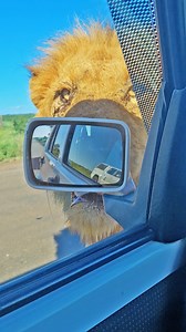 Mr. Grumpy Gets A Fright Mr. Grumpy is known to show his frustration at times. In this instance, he went right up to a car and even bumped the side mirror. Unfortunately for him, the mirror moved, causing the Lion to get a bit of a fright in return. Tinged by Tyron Cupusamy | Wild Tings