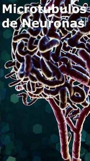 🧠 Microtúbulos: Las Autopistas del Cerebro 🚛⚡