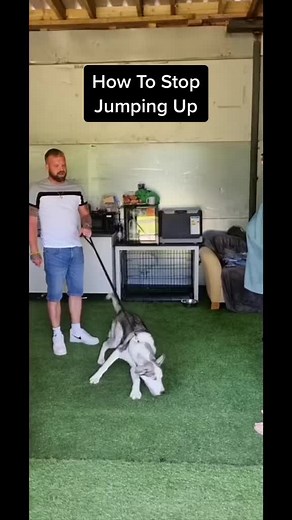 How to stop jumping up #husky #dogs