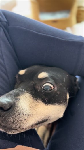 Meet Minnie: Adoptable Tripawd Dog | Pet Connect Rescue